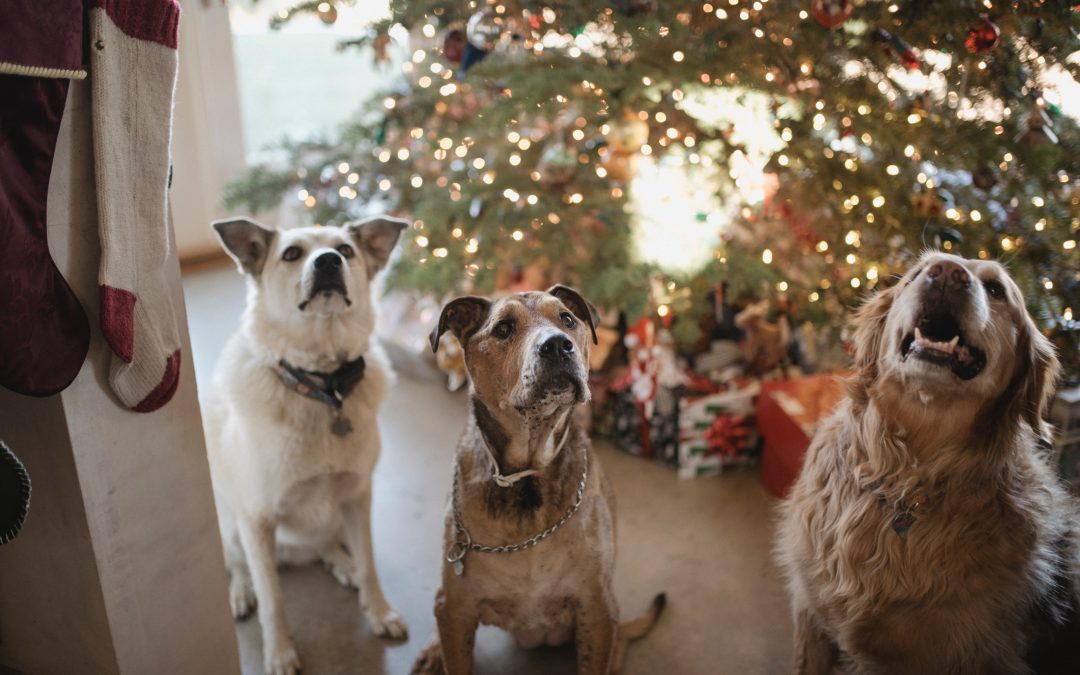 Keeping your pets safe this Christmas