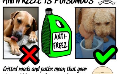 The dangers of antifreeze and rocksalt for your dog
