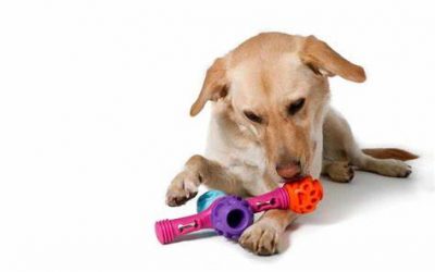 Winter Games for your dog!