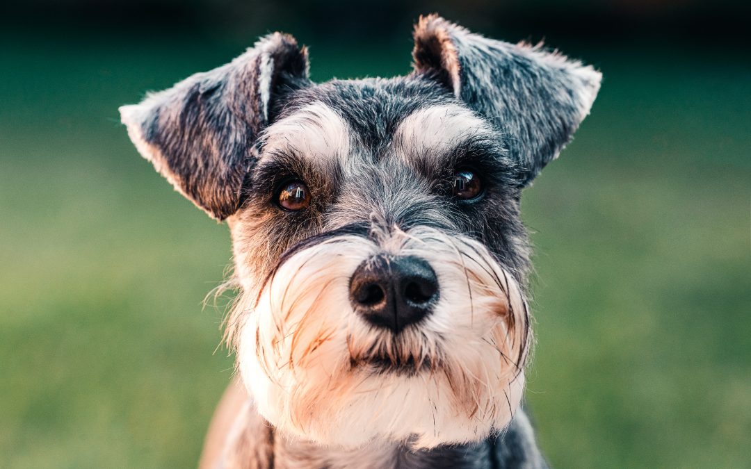 It is never too early to start training your puppy