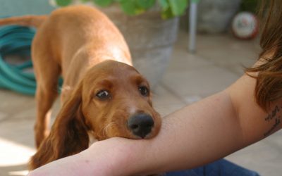 Puppy Nipping
