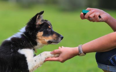 Important steps when teaching your dog