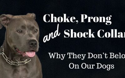 Why not to use shock or pain in dog training