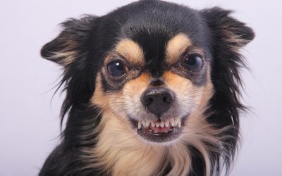 Listen to your dog – why a growl is good