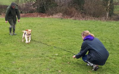 “My dog only comes when called when he wants to!”