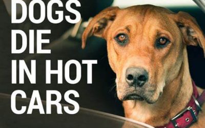 Dogs Die In Hot Cars