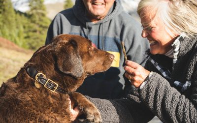 Using food rewards in dog training