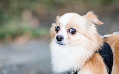 Talking the same language – understanding your dog’s body language