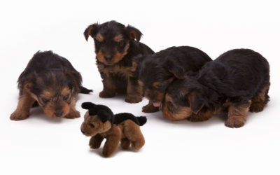 When socialisation is not the answer!