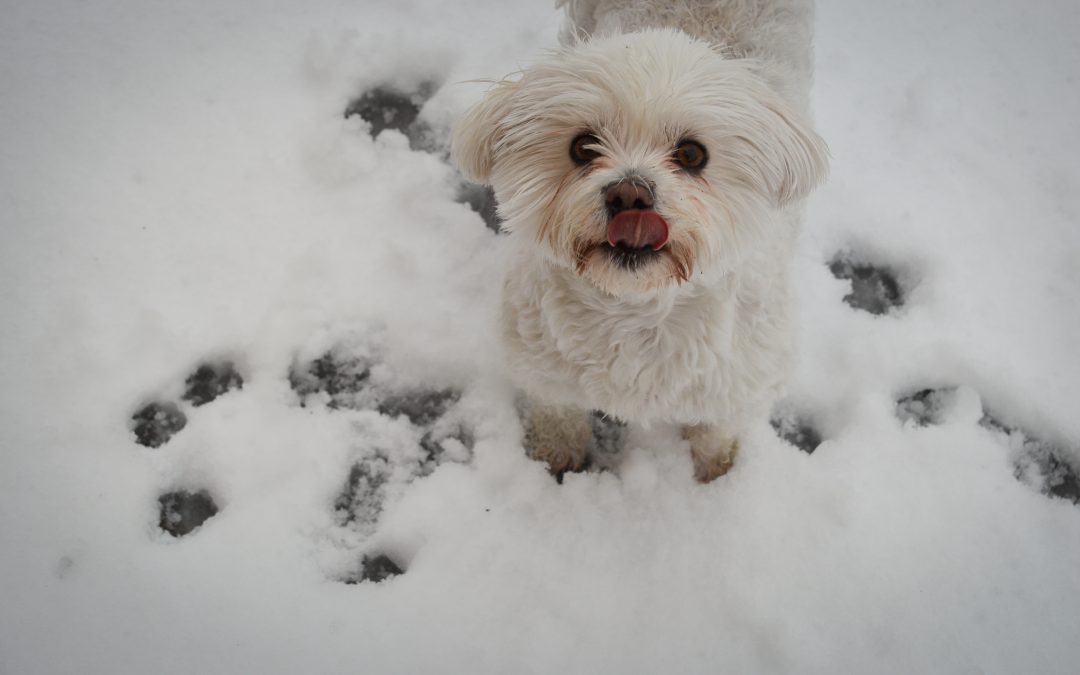 Winter Paw Care