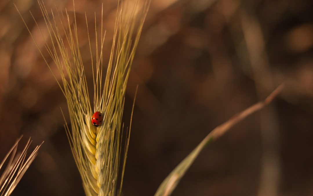 The Dangers of Grass Seeds