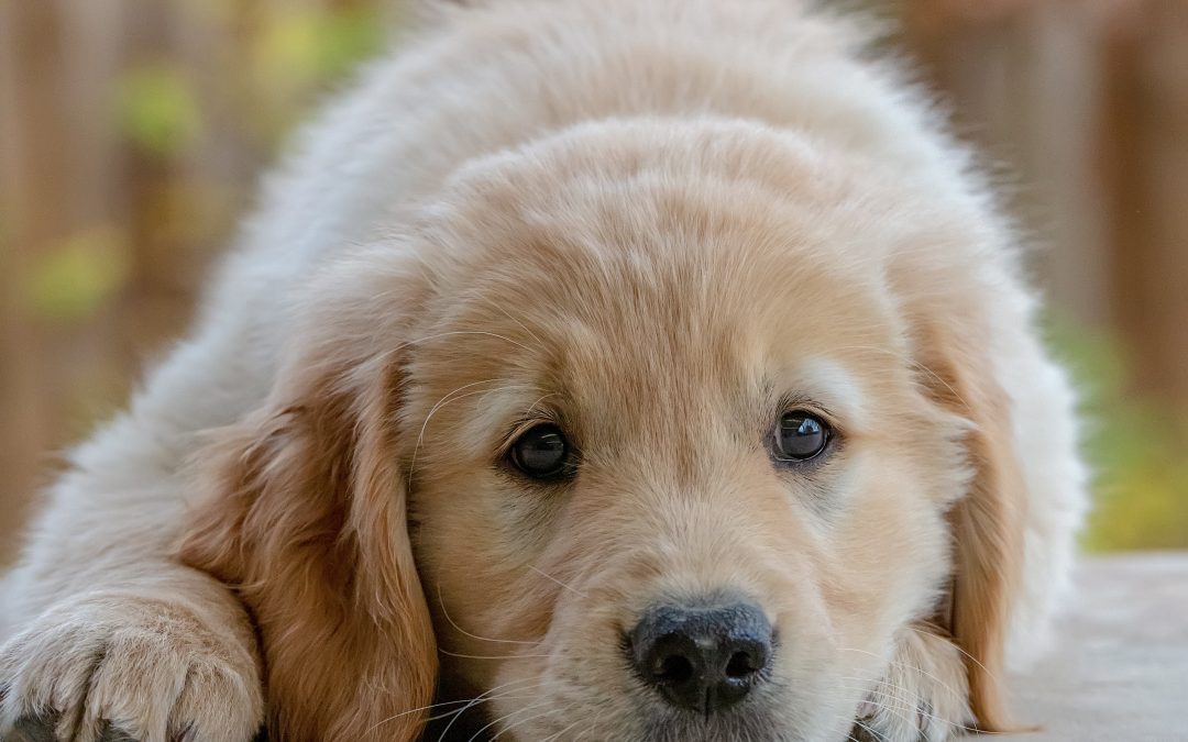 “Socialisation” – the myth Vs the reality