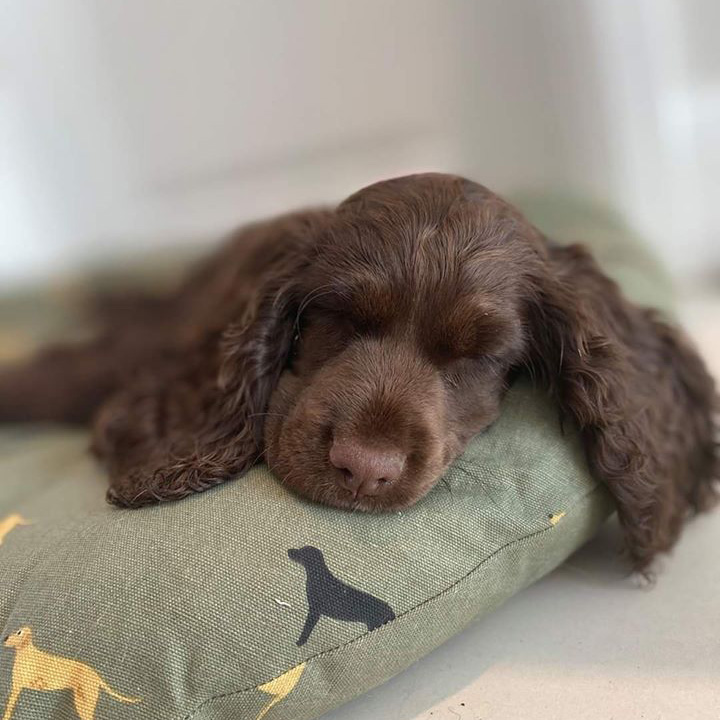 Pre-Puppy consultation Dorking Brockham Leatherhead Surrey
