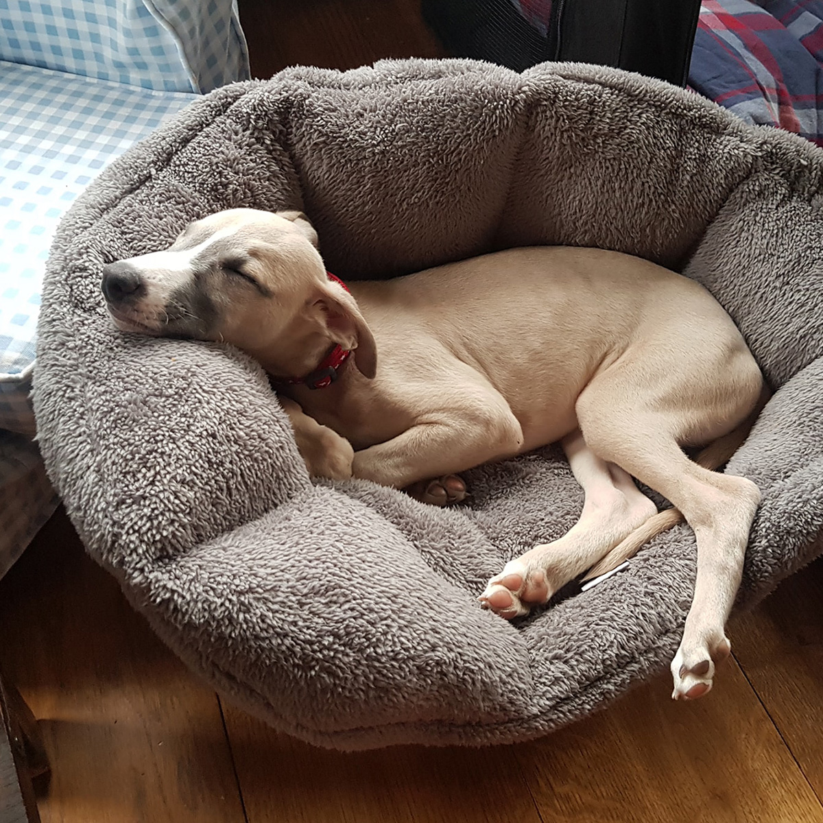 Puppy pre-vaccination home visit Dorking Brockham Leatherhead Surrey