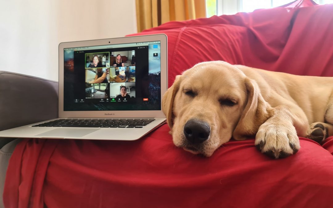 Why online puppy training can be the best way to train your puppy