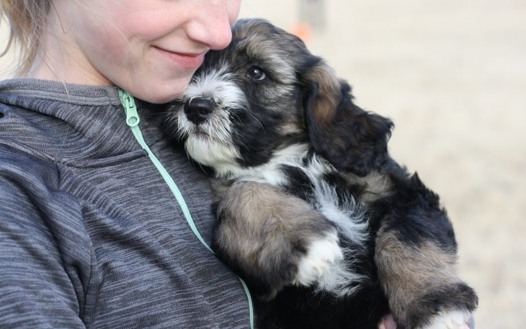 5 of the most important things to teach your puppy