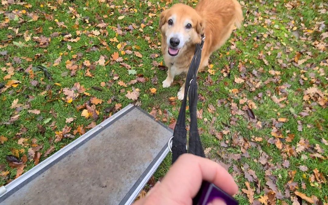 How dogs learn – building associations (positive and negative)