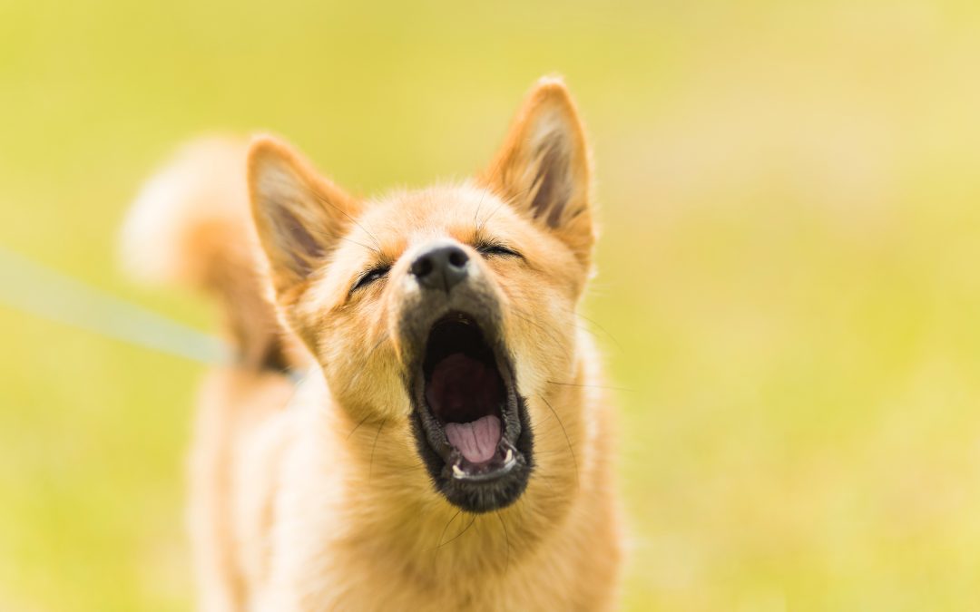“How can I stop my dog from barking?”