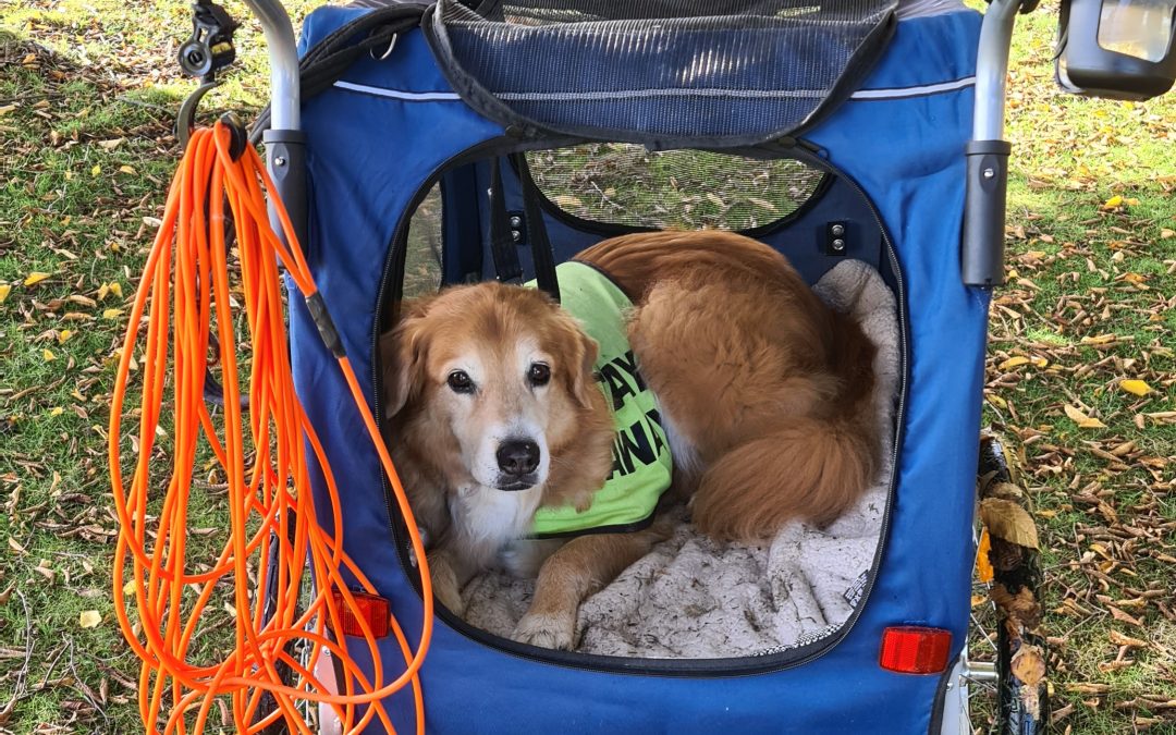 Helping your older dog with arthritis live their best life!