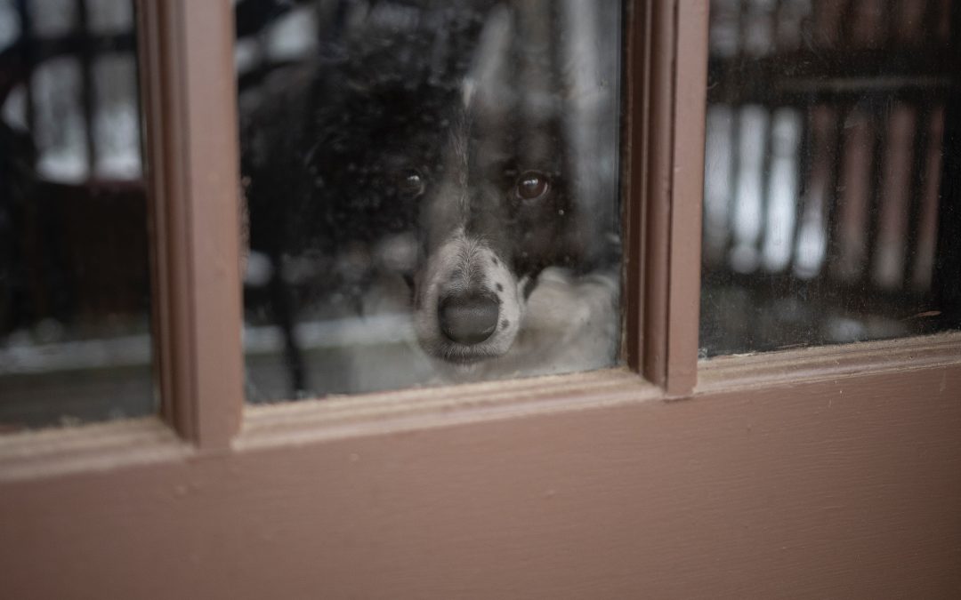 Separation Anxiety in Dogs