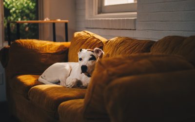 Helping dogs with Separation Anxiety – Why suspending absences is vital