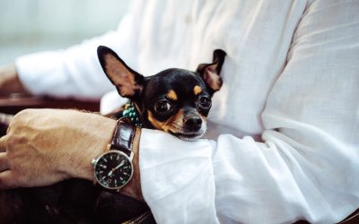 How long does it take to fix a dog’s separation anxiety?