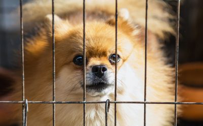 Separation Anxiety – to crate or not to crate?