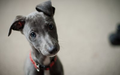 Training your dog or puppy – it takes time