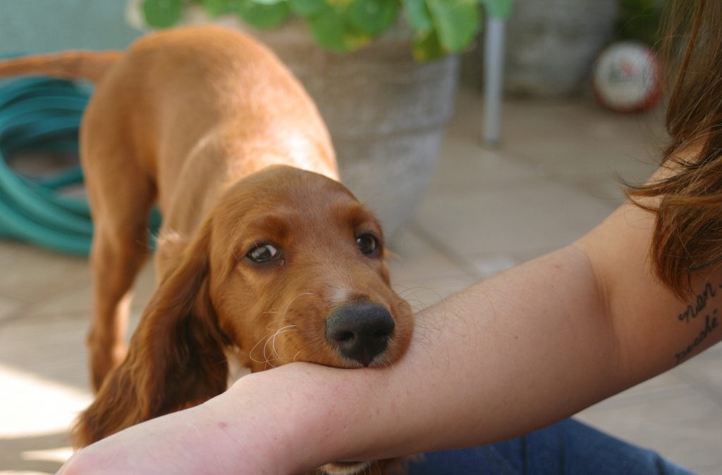 Puppy Mouthing and Biting