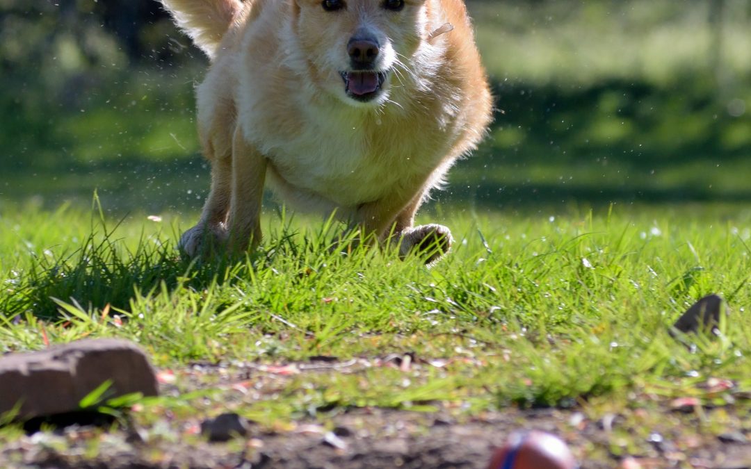 Throwing a ball is bad for your dog!