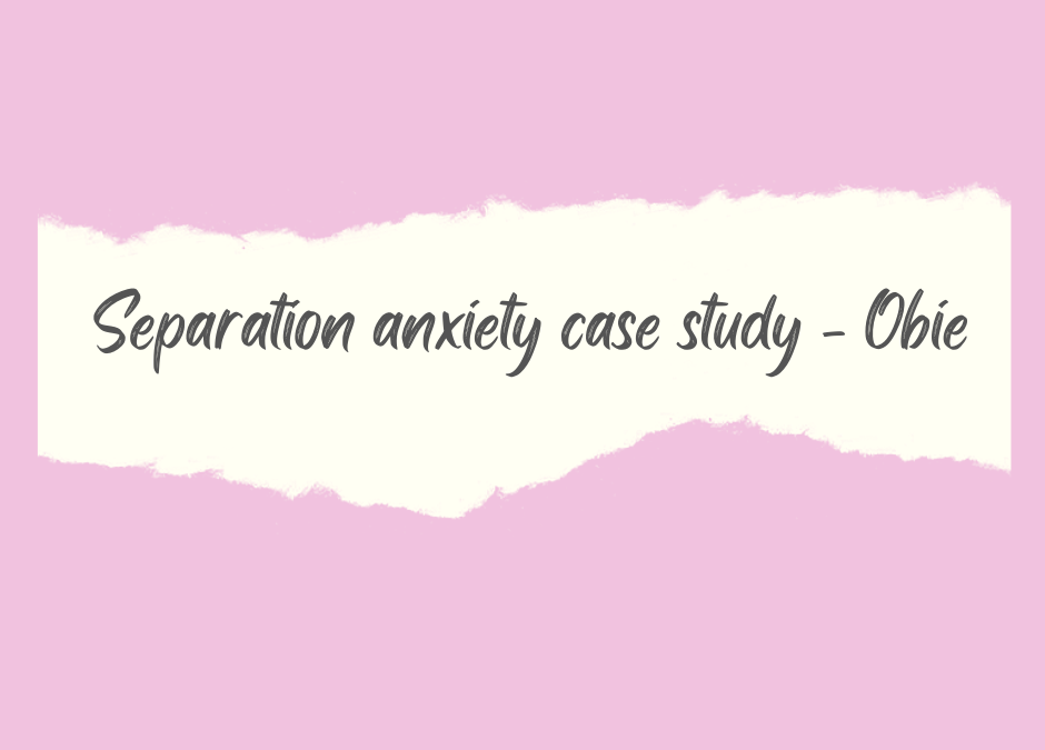 Separation anxiety case study – Obie (Doberman)