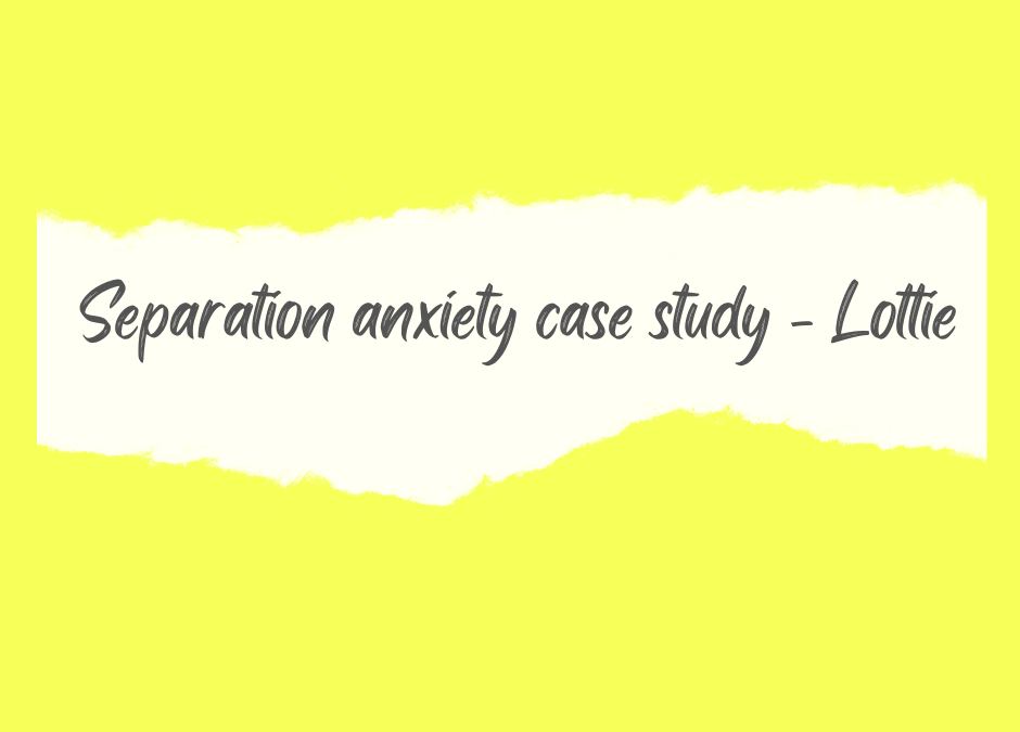 Separation anxiety case study – Lottie (Cockapoo)