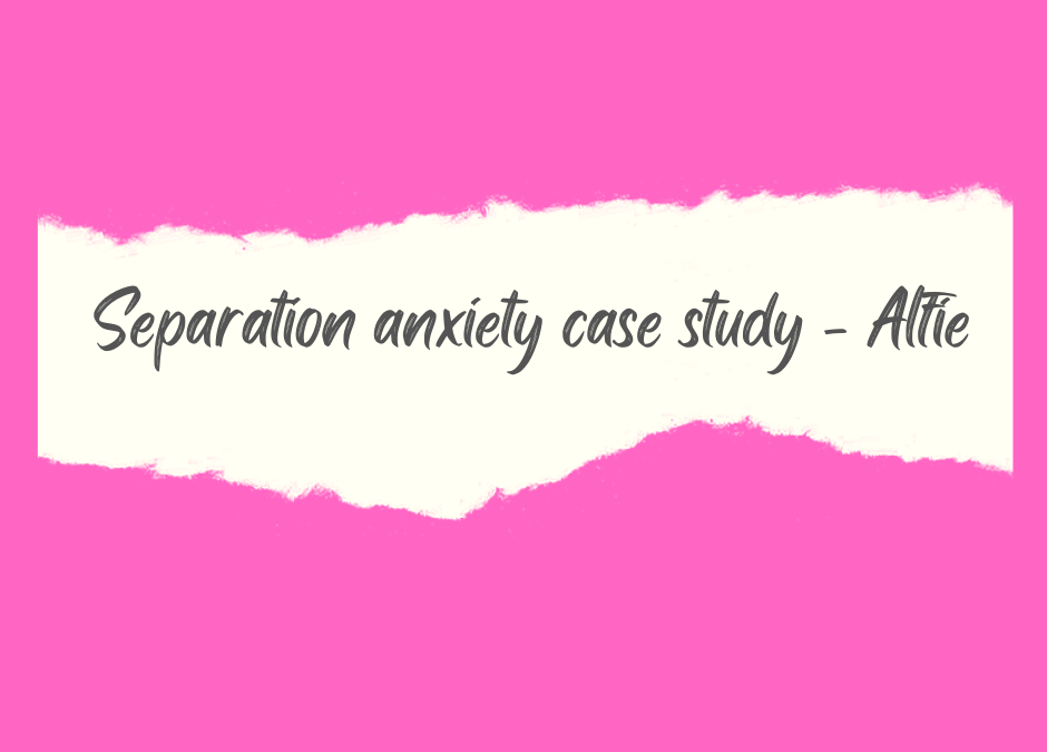 Separation anxiety case study – Alfie (Cockapoo)