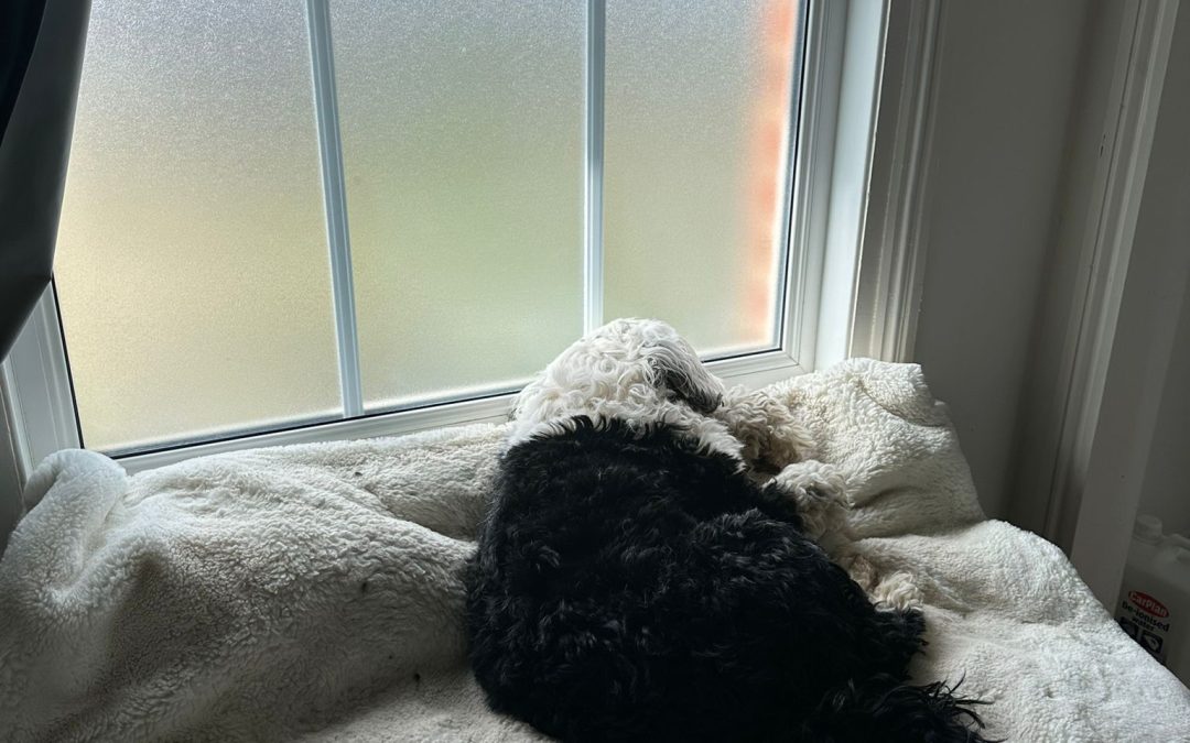 How window film can help you work on your dog’s separation anxiety