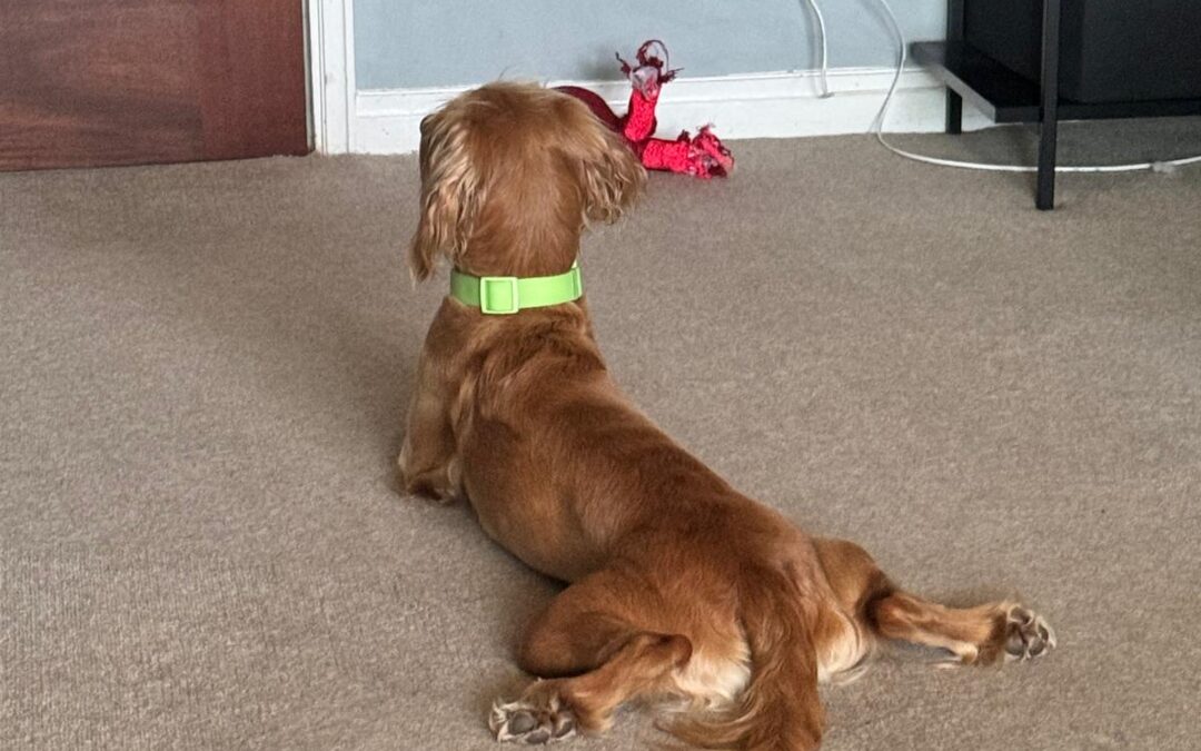 Could undiagnosed pain be causing your dog’s separation anxiety?