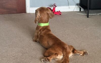 Could undiagnosed pain be causing your dog’s separation anxiety?