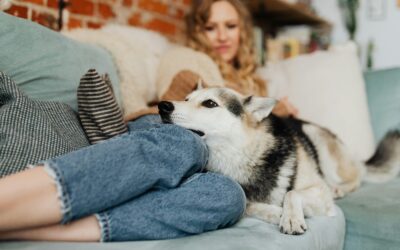 Should you be ignoring your dog at home to help them overcome separation anxiety?
